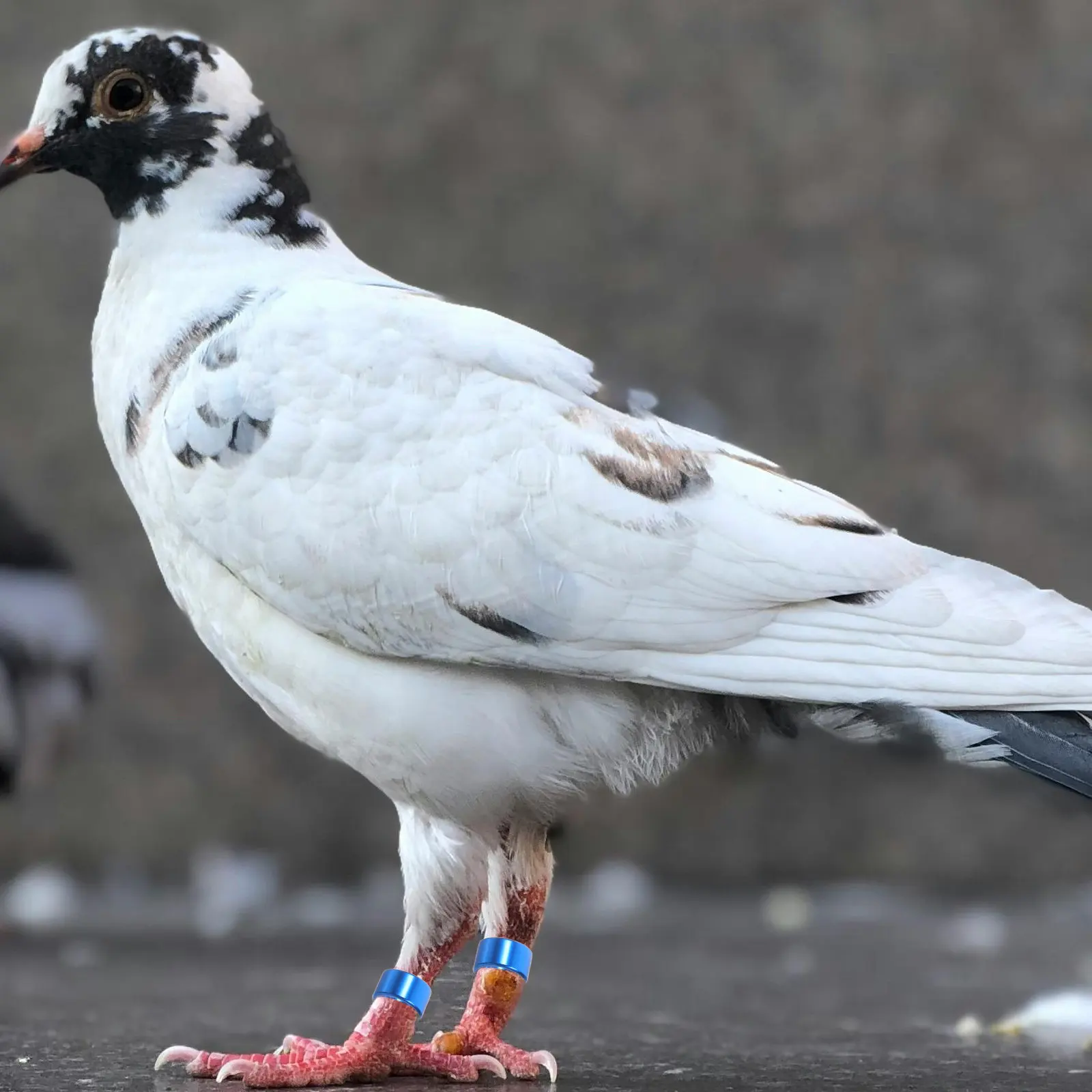 10Pcs Aluminium Leg Rings for Pigeons Sturdy Reusable Foot Identification Bands Bird Training Dove Health Identification Rings