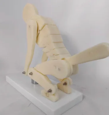Human spine weightlifting force demonstration model | Correct posture demonstration, lumbar spine protection teaching