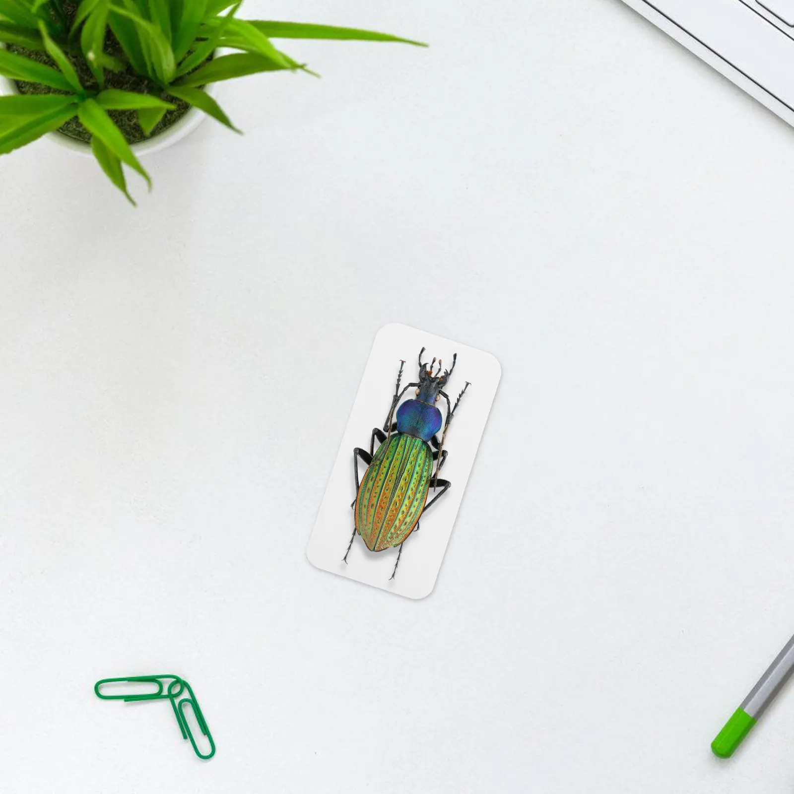 100Pcs Insect Mounting Paper Spreading Boards for Precise Bug Specimen Display Entomology Lab Research Tools Insect Pinning