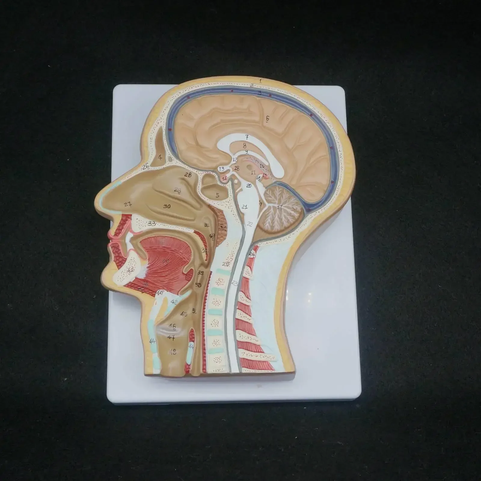 PVC Human Median Section of Head Anatomical Model Medical Skeleton Anatomy Digital Identification
