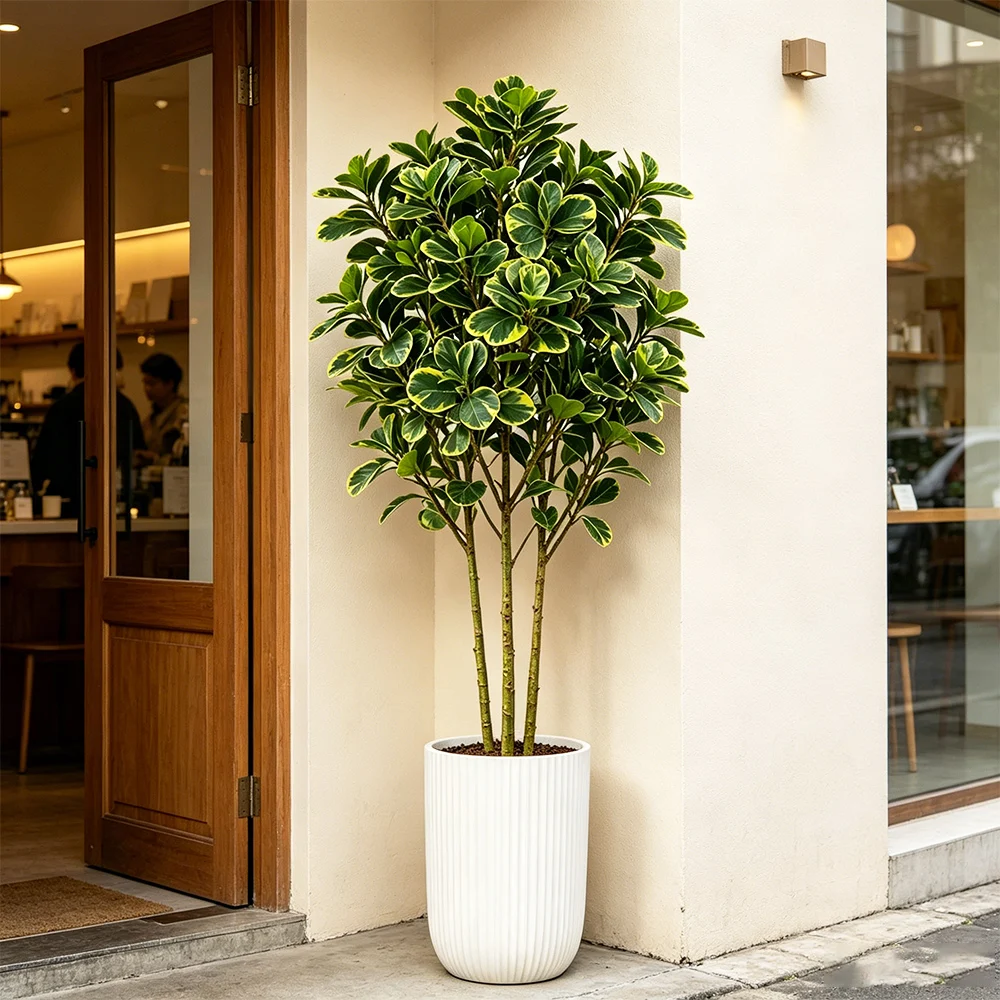 Sztuczny drzewko figowe 76cm/1 – Rubber Plant Ficus recenzja i cena
