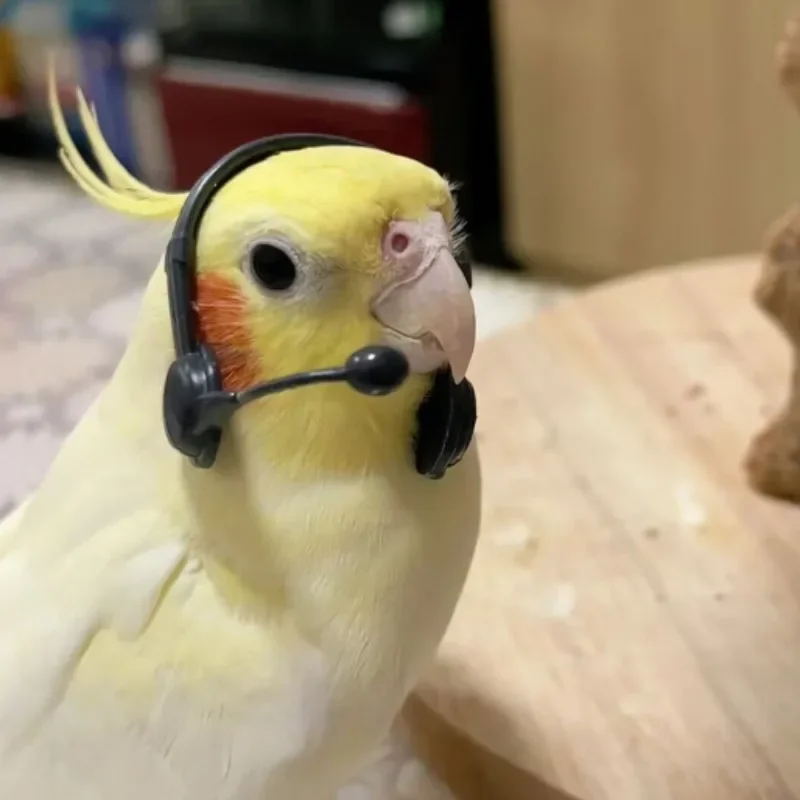 Parrot Walkie Talkie Swim Anel, Óculos De Sol, Foto Prop Acessórios, Pequeno Pet Hat, Engraçado Little Bird Playground, Banheira