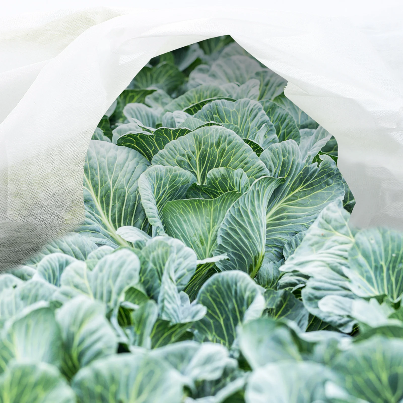 

2Pcs Non-Woven Plant Protection Covers Slightly Transparent Garden Fleece Frost Reusable Easy Fold Storage