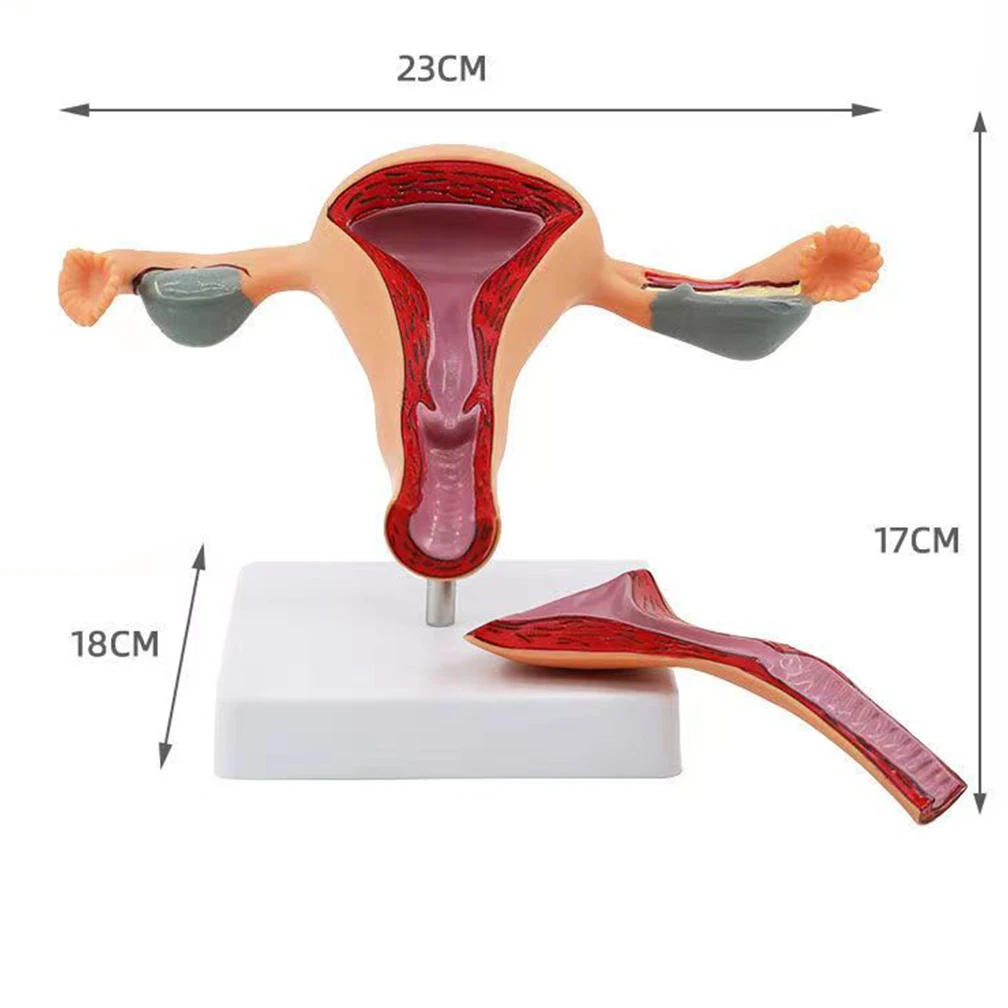 Новый человеческий патологический модель яичников матки поперечная структура модель матки анатомическая Анатомия женский орган обучение инструмент