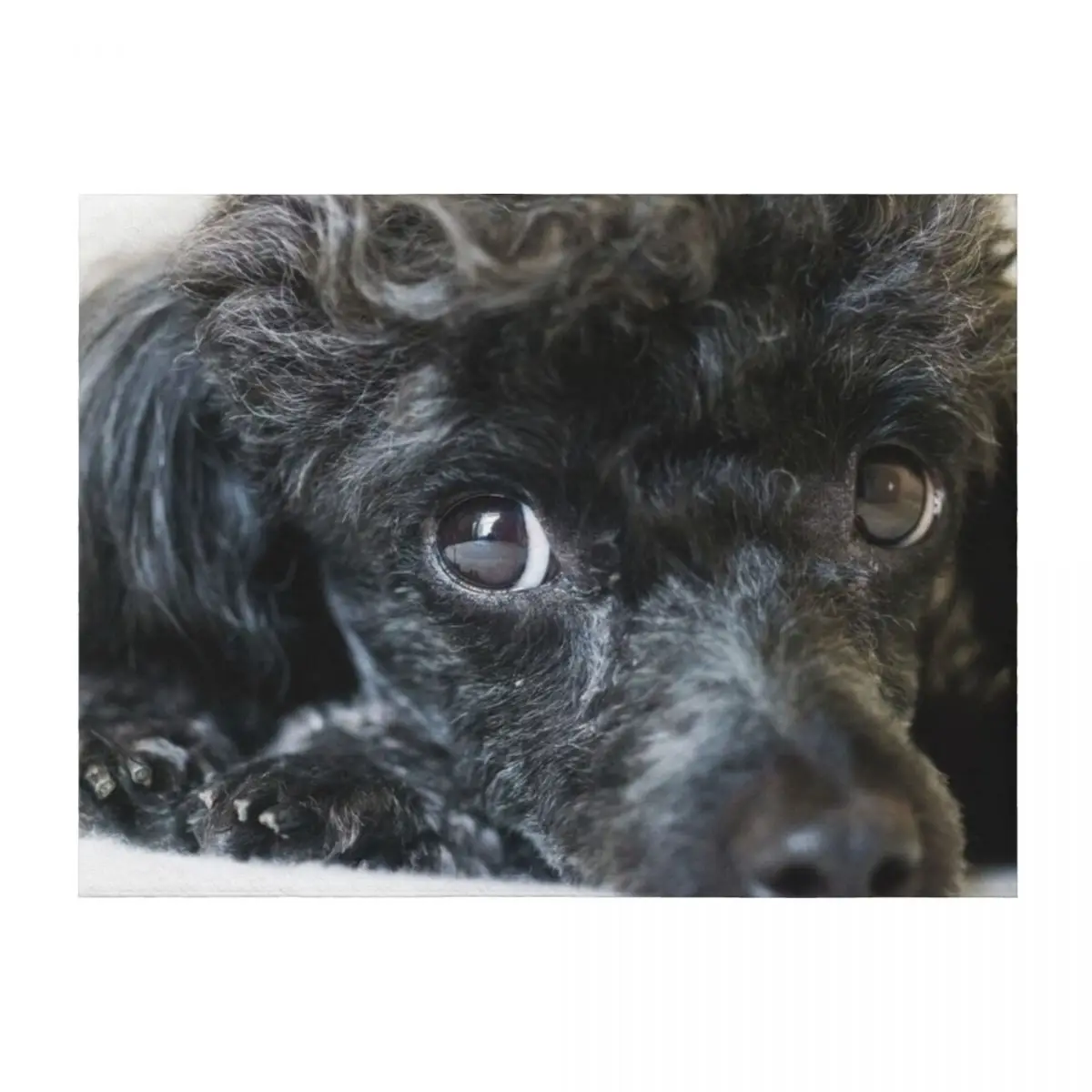 

Poodle Throw Blanket for winter Thermal Sofas Designers Blankets