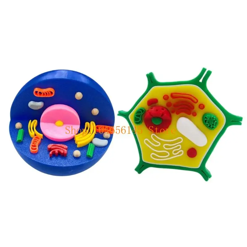 5asd Anatomical Animal and Plant Cell Comparison Model For Classroom Lab Education