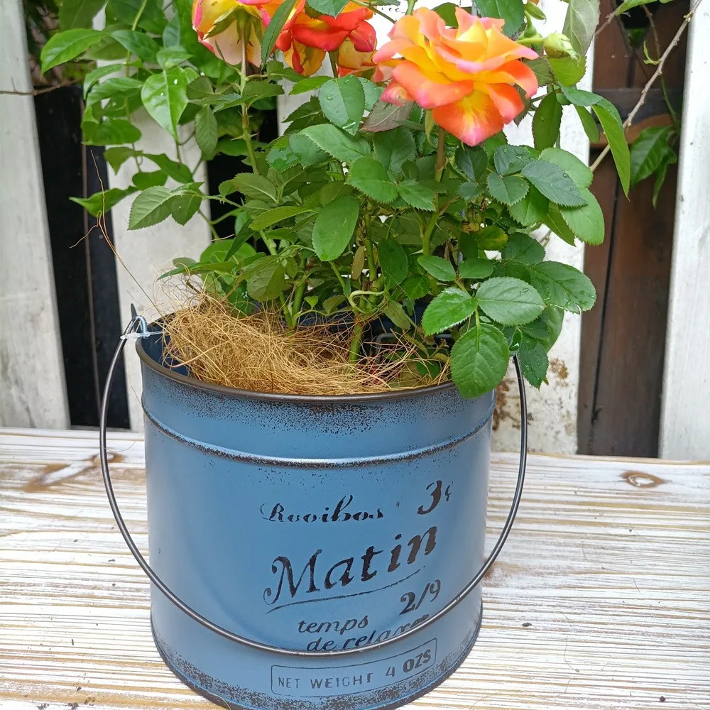 Small Iron Pots for Plants, Flower Bucket with Printed Text, Matin, Balcony Gardening Lover, White and Blue