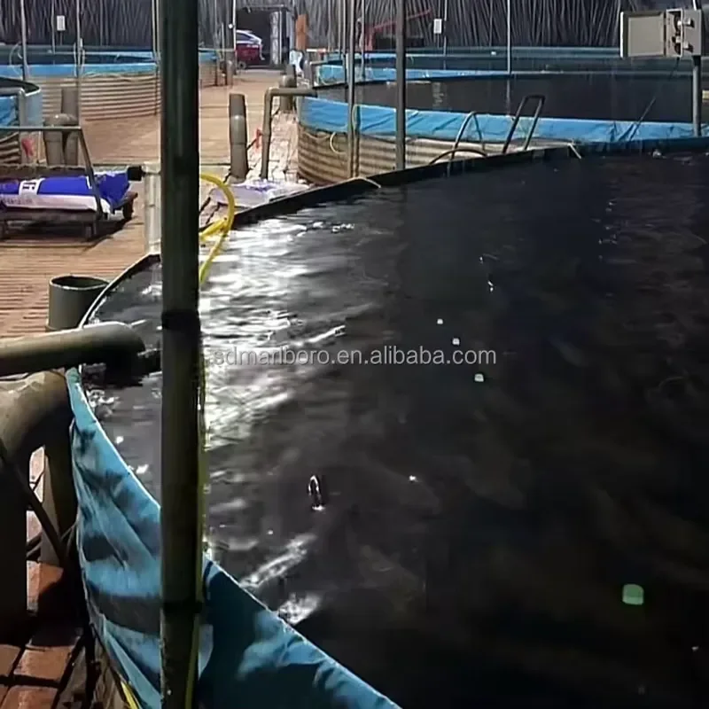 SDM High Quality Tilapia Indoor Fish Farming Equipment Recirculating Aquaculture System for Aquaculture Farming