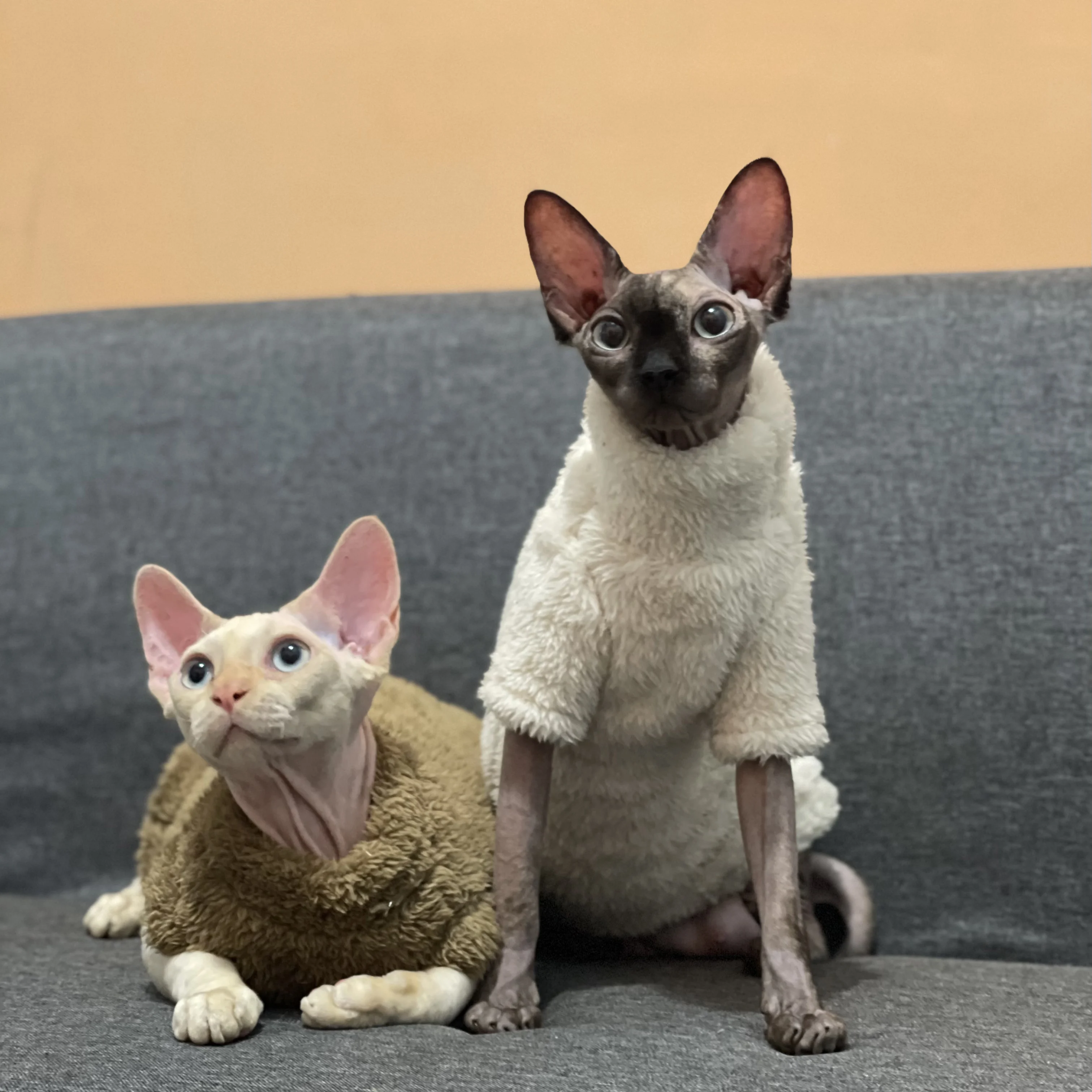 Winter Warm Cat Clothes Flanne Cat Hoodies Sphynx Outwear Cat Costumes Pullover Sphinx Kitten Devon Rex Clothes Cat Supplies