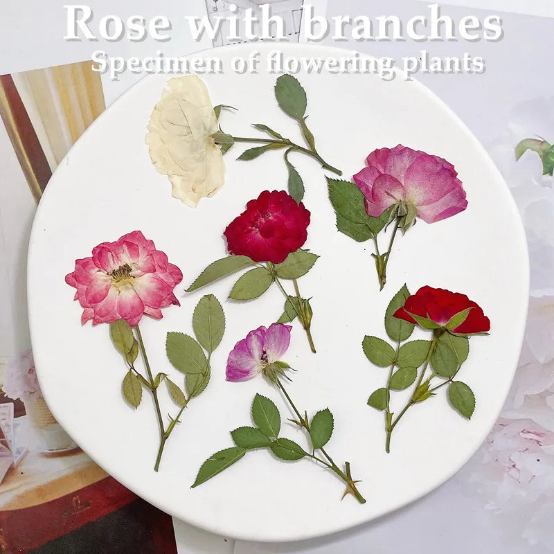 12pcs, Nature White Pink Red Rose Branches, Real Pressed Flower DIY Wedding Invitations Graft Bookmark Gift Cards Phone Case Dec