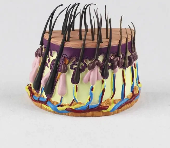 

BBHair growth process Hair follicles amplification Human skin anatomyTeaching demonstration model