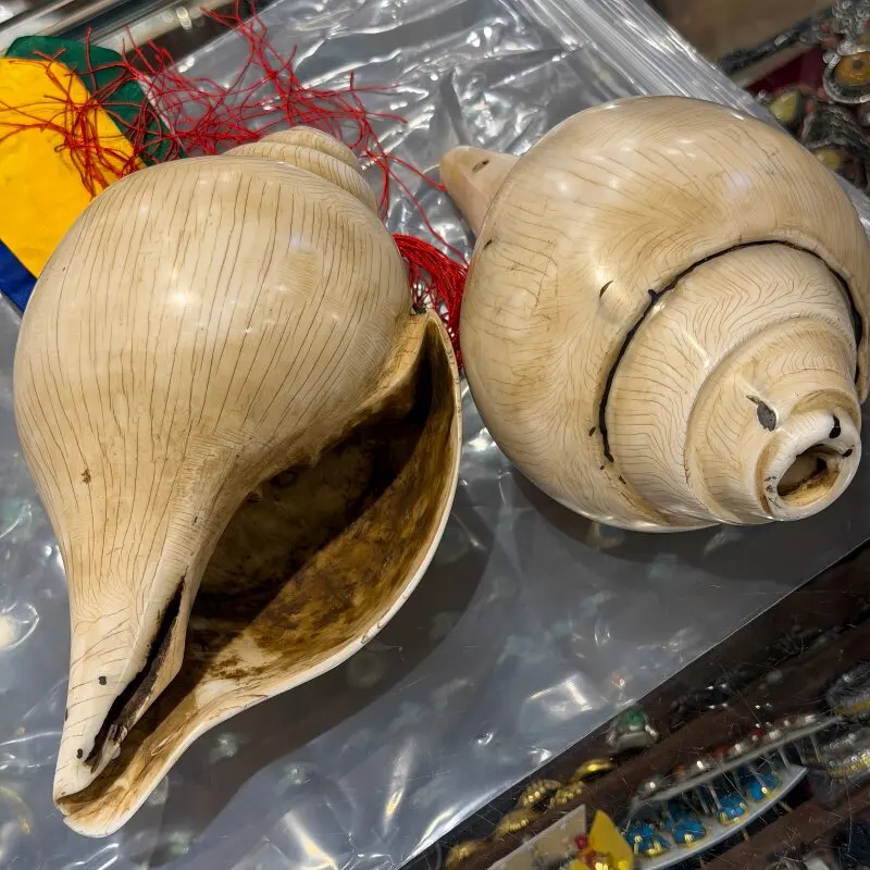 Indian white conch shell Left-handed sea snail, right-handed conch Horn can be used as a home decoration ornament With a ribbon