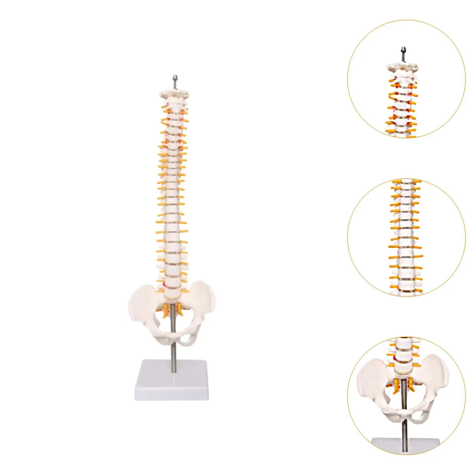 نموذج العمود الفقري نموذج العمود الفقري 45 سنتيمتر سطح المكتب الديكور التدريس العمود الفقري عرض موقف نموذج الحبل العمود الفقري لأداة التعليم #5