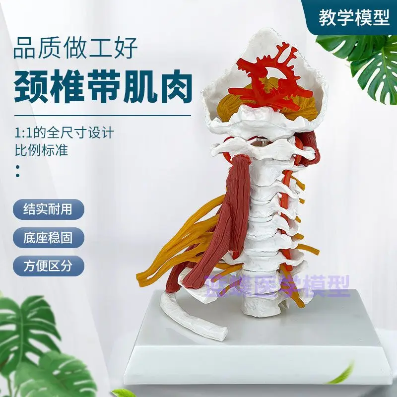 High quality Medical Cervical Spine Model Brachial Plexus Musculature Model Simulated Human Skeletal Specimen Model Atlantoaxial