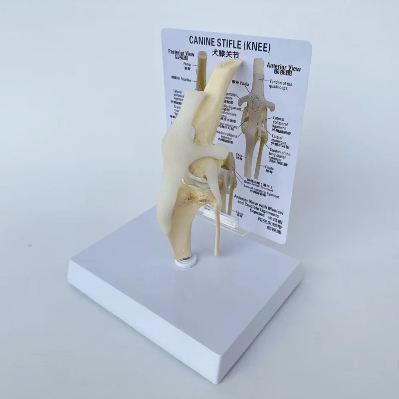 

Высококачественная модель колена собаки, анатомическая модель сустава собаки, скелет собаки