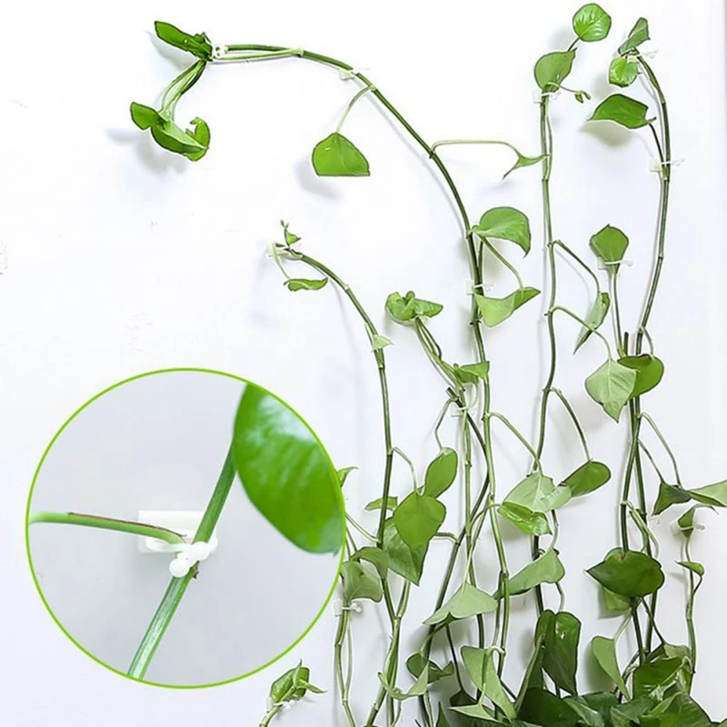 50PCS Invisible Wall Vines Fixture , Plant Climbing Wall Fixture Clips, For Home Garden Wall Sticky Hook Middle