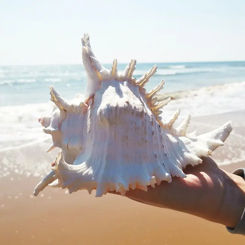 Natural Giant Spider Conch Shell for Aquarium Decoration and Ocean Theme Home Decor image 3