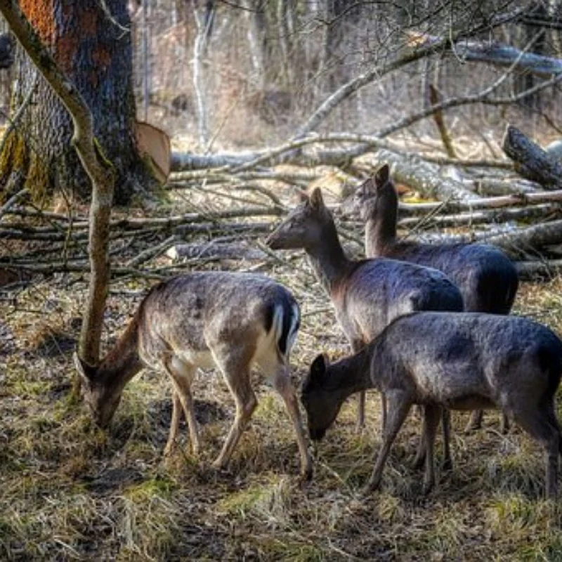 

4 шт. Rally 1.9 металлический обод ступицы колеса с бисером для 1/10 RC Crawler Axial SCX10 90046 AXI03007 Trxs TRX4 RC4WD D90