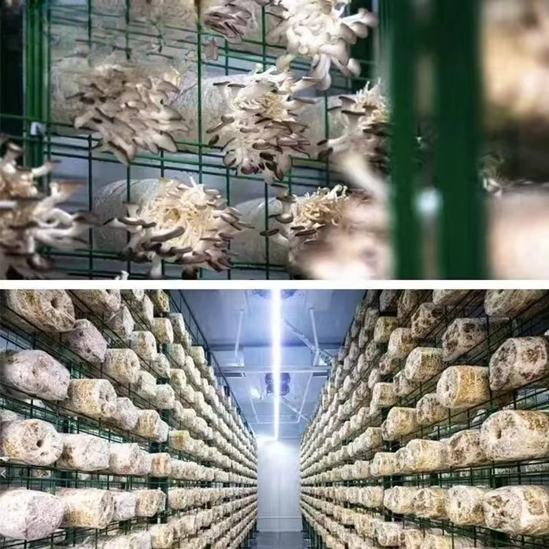 40 Foot Intelligent Mushroom Farm Commercial Large PE Mushroom Farm Mushroom Growing Container