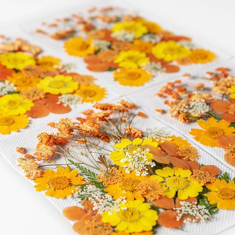 35Pcs10 Set of Dried Flowers and Pressed Real Natural Flower Leaves for Resin Jewelry Mold Filling, Phone Case Making, Decoration, and Scented Candles view 4