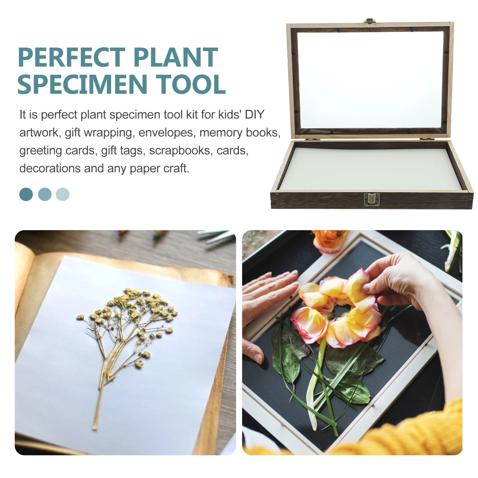 

Solid Wood Insect Specimen Box Transparent Display Case for Butterfly Plant Preservation Desktop Decoration Collection