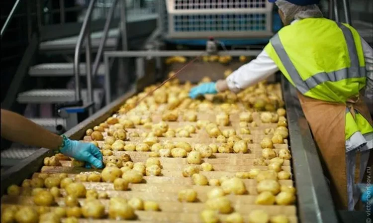 Línea de producción industrial de patatas fritas Máquina para lavar y pelar patatas