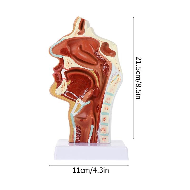 Nasal Cavity Model Oral Cavity Model Pharynx Larynx Anatomical Model Throat And Pharyngeal Cavity Otolaryngology Model