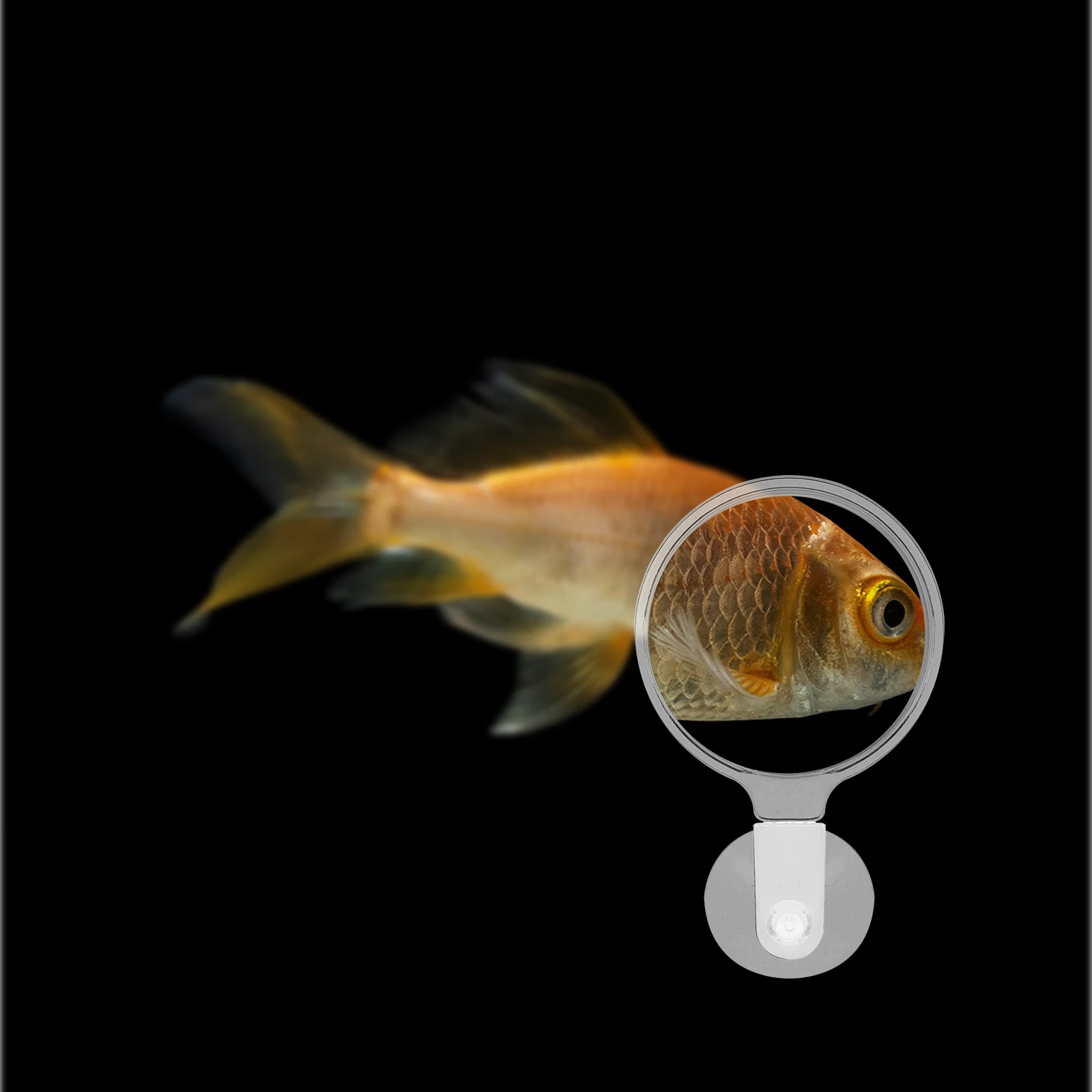 

Observation Magnifying Glass Aquarium Magnifier Fish Tank Viewer Acrylic Suction Cup Plant Detail Small Animal Spider Ant Micro