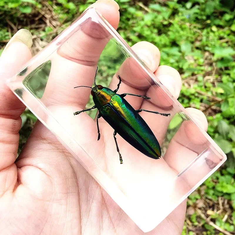 Real Insect Bug Specimen Taxidermia Clear Large Bug Epoxy Resin Spiders Beetles Large Insect Scorpion Specimen Craft Decoration