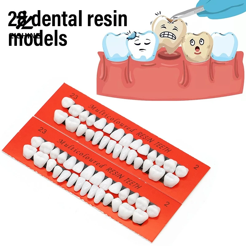 

28PC resin tooth model full mouth tooth particle practice tooth teaching tooth model resin tooth examination tooth