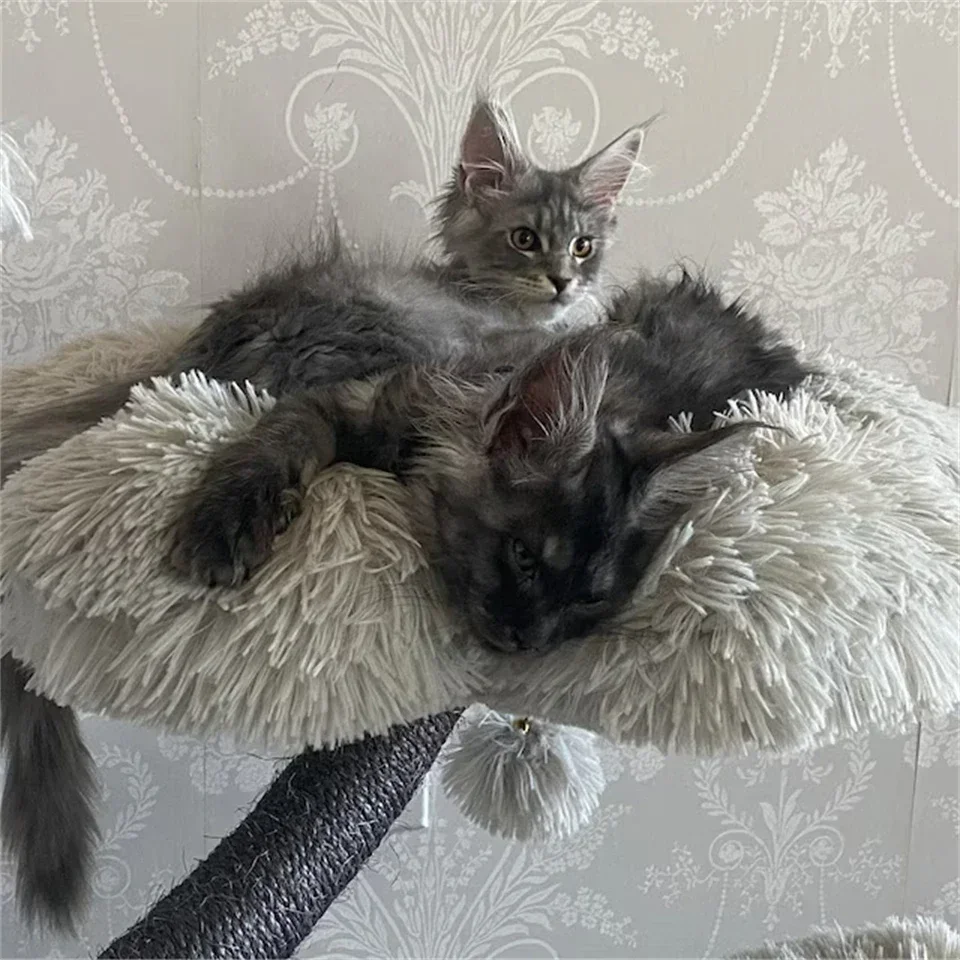 Rumah Kucing Kayu Bunga Menara Pohon Kayu Modern Memanjat