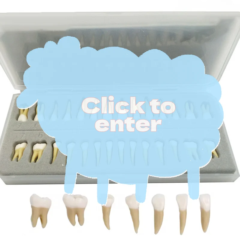 

28-зубный зубной имплантат, продукт для практики стоматолога, модель зубов, стоматологическая перманентная 28-зубная обучающая модель, аксессуары