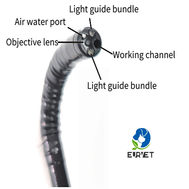 Professional Vet Video Gastroscope for Animal Clinics Veterinary Equipment Veterinary Medical Colonoscope on Sale