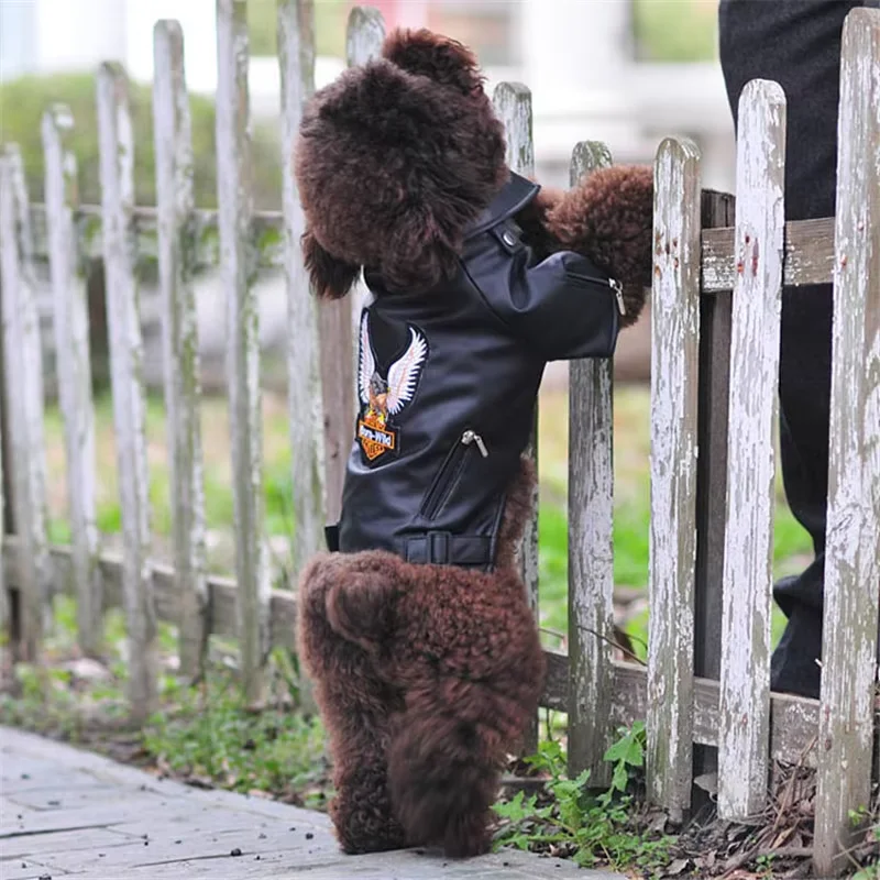 Thumbnail 3 - #1 New Waterproof Puppy Jackets Arrivals