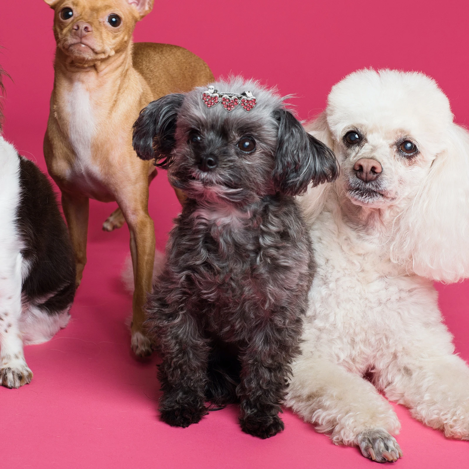 

2Pcs Decorative Pet Hairpins Rhinestone Inlaid Heart Dog Hair Clips Small Puppy Hair Barrettes Stylish Accessories