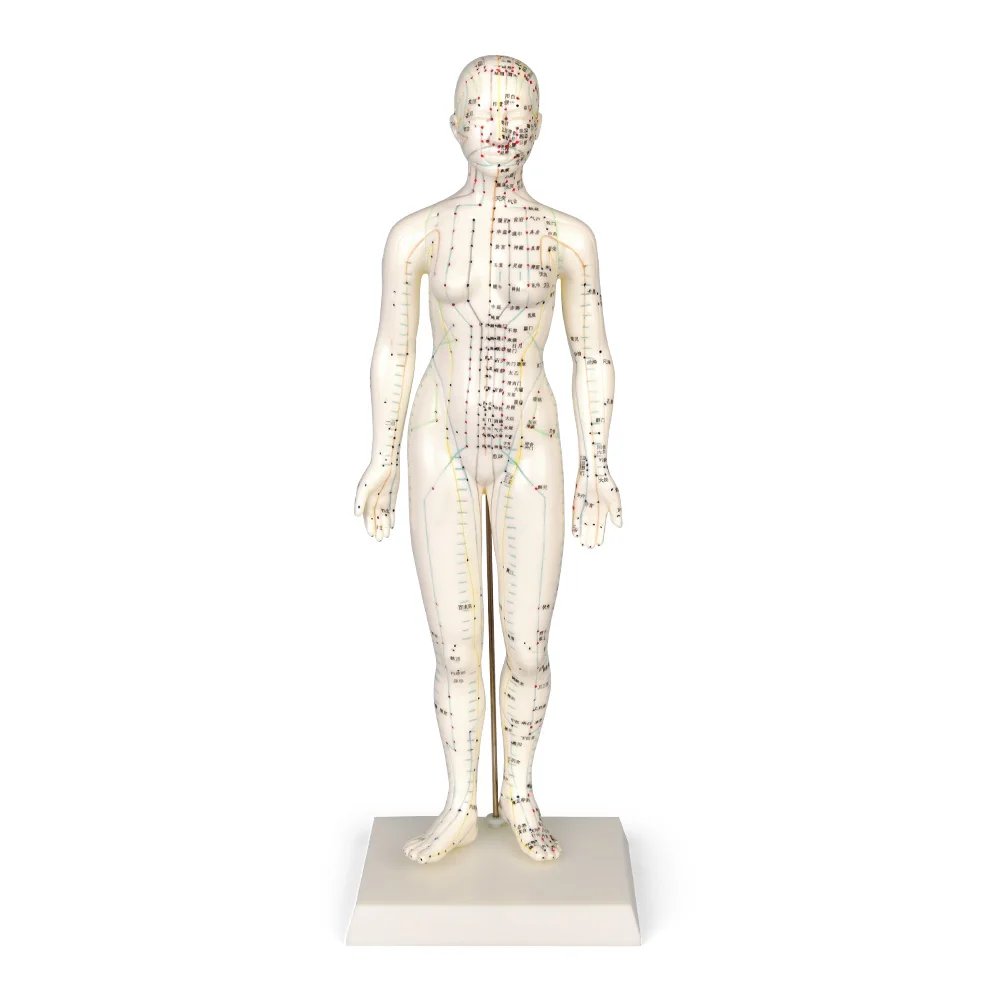 Human anatomy model Human acupoints Female medical silicone model 48cm