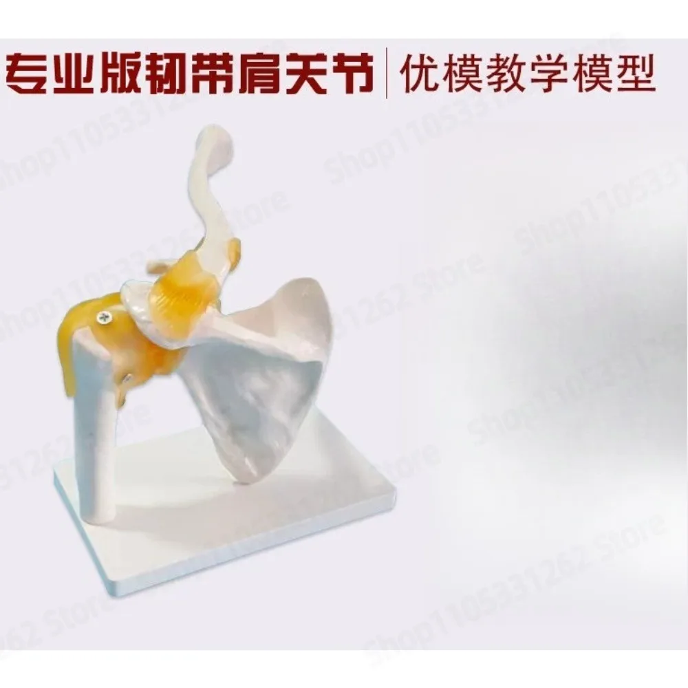 Human Joint Skeleton Model with Ligaments Elbow Shoulder Hip Foot Full Set for Hospital School Teaching