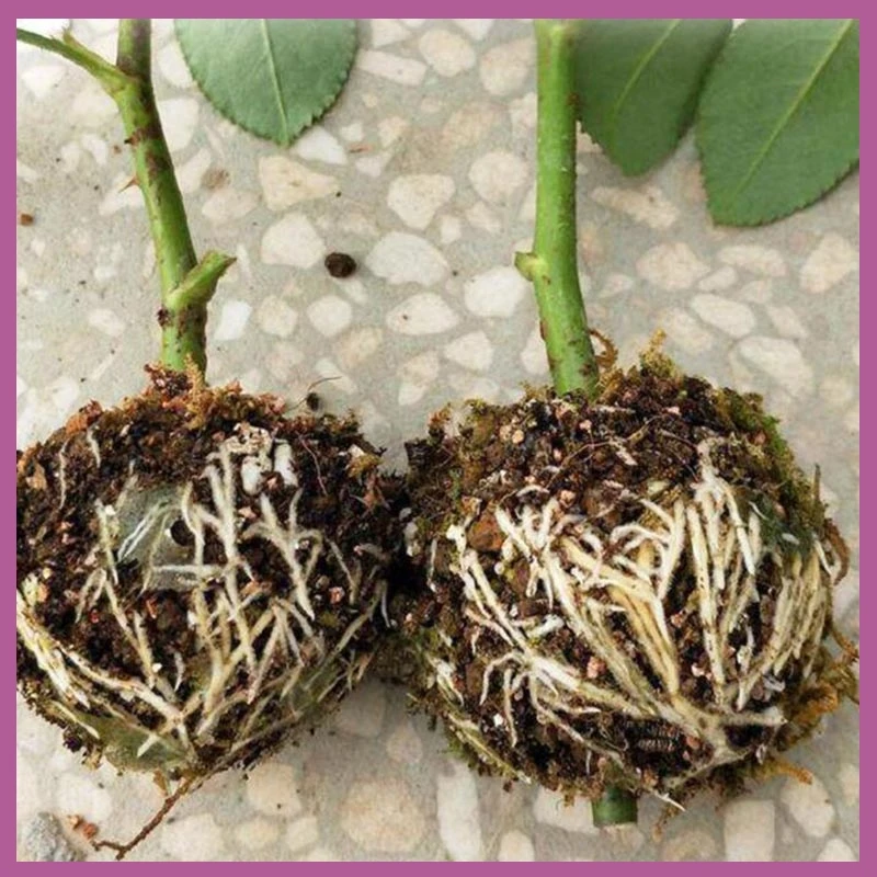 10/20pcs Plant Rooting Ball 5/8cm Case Fruit Tree Root Box Planter Cases Grafting Rooting Growing Breeding For Garden Tools B2