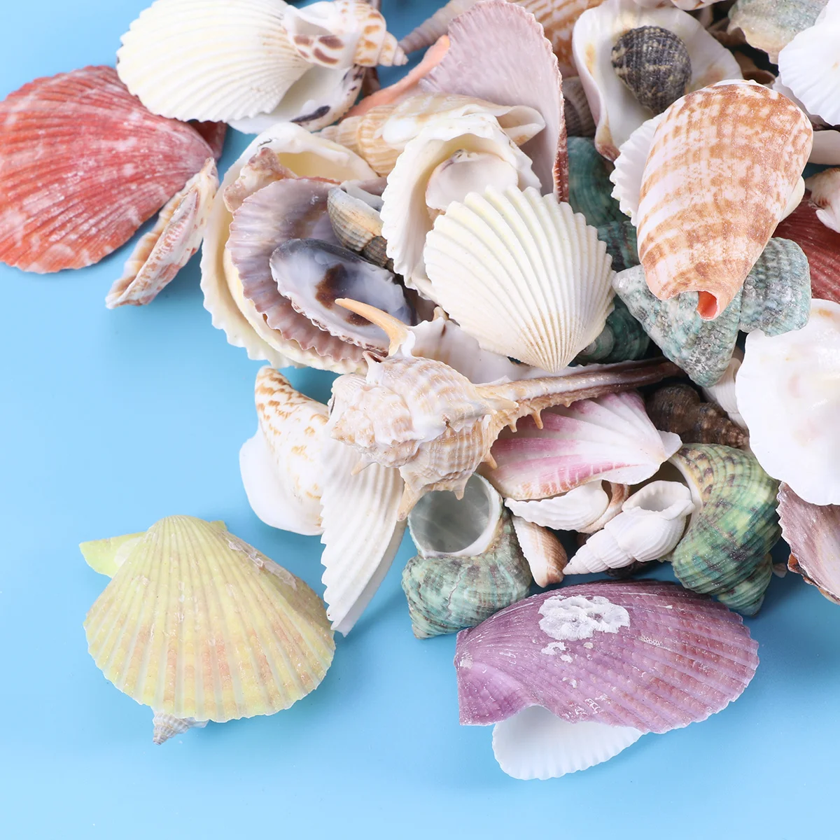 

130pcs Mixed Mini Sea Shells For Craft Jewelry Making Natural Ocean Decor Marine Theme Party Wedding Home Decoration Star Conch