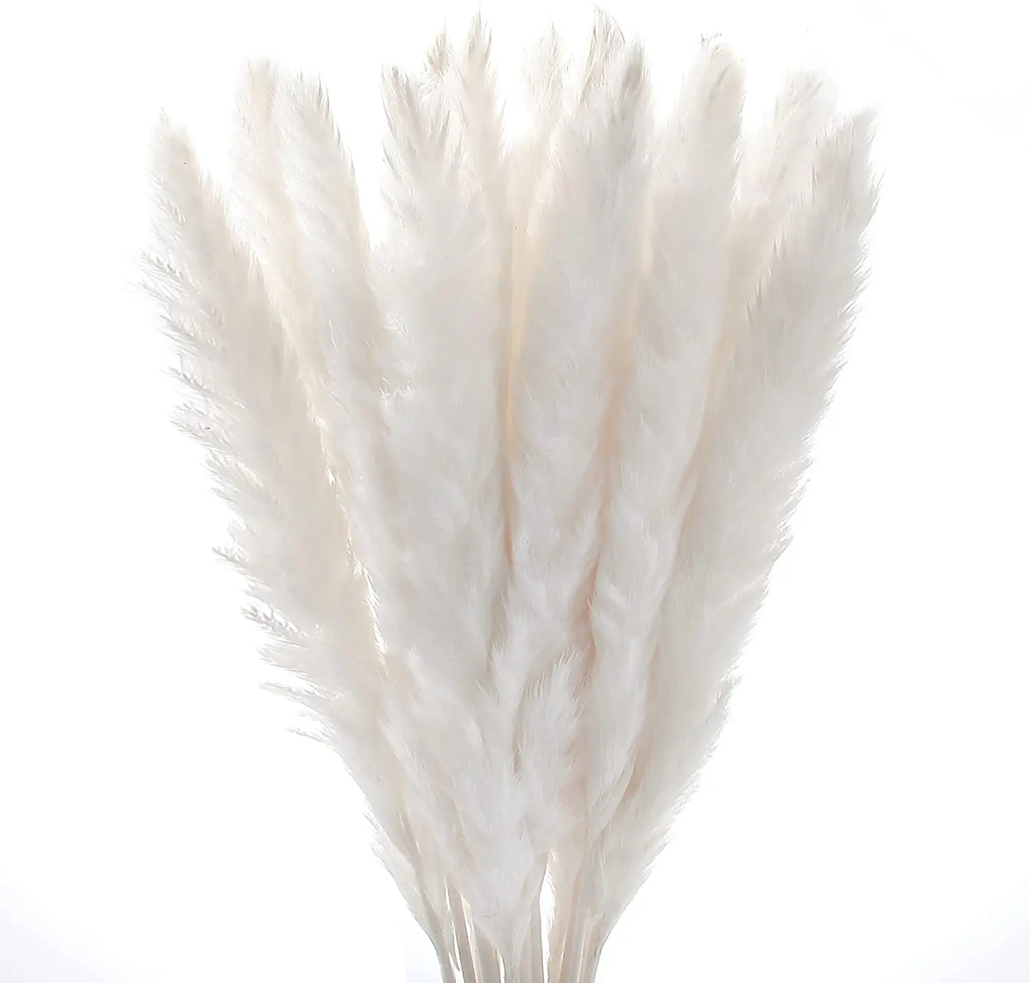 

30pcs Pampas Natural Pampa Grass Real Reed Small Bulrush Bouquet Dry Flowers White Plumes Home Office Decor Wedding Dekoration