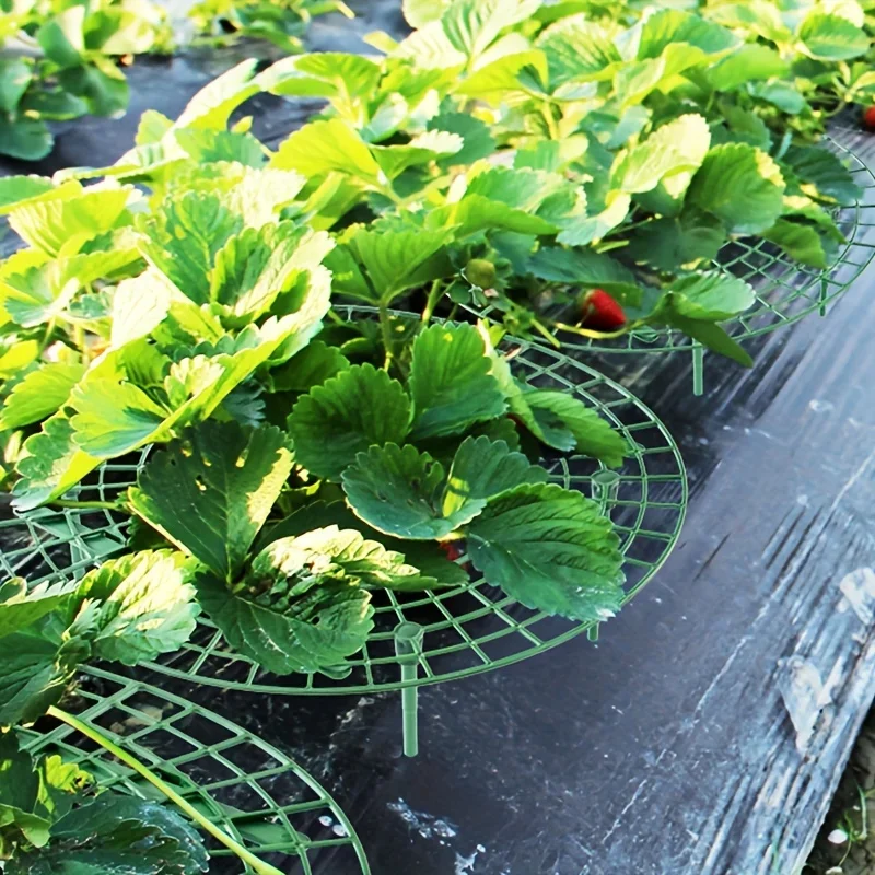 

Поддерживающие рамы для свежих клубничных саженцев, рамы для посадки клубники, рамы для поддержки фруктов для предотвращения укусов.