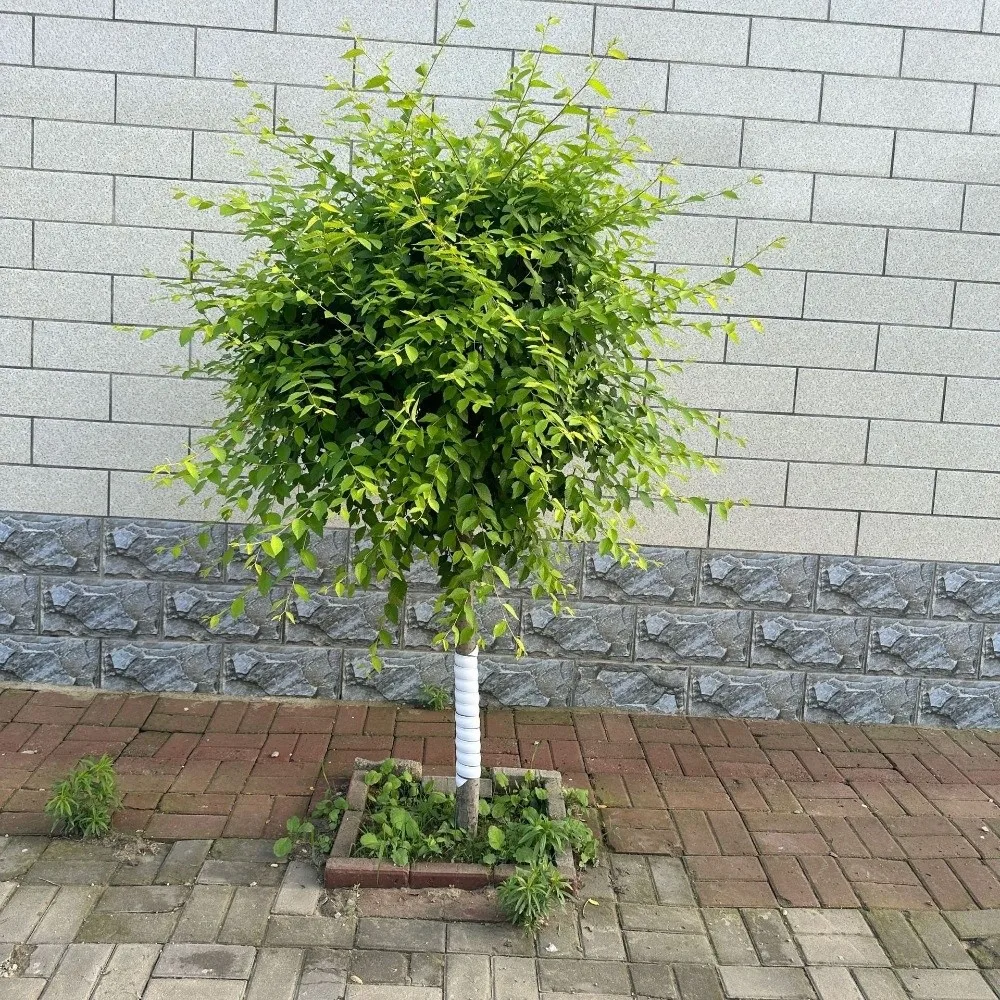 

40cm Tree Bark Protector Plastic Spiral Tree Trunk Protector Tube Wraps Flexible Bites Proof Cover Deer Prevention