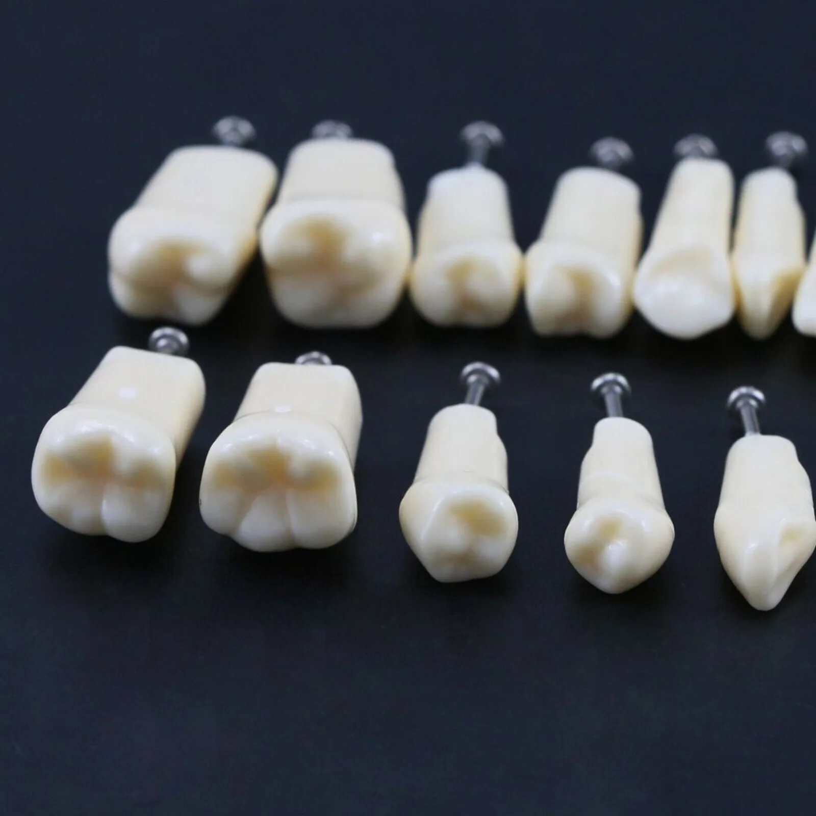 28/32pcs Dental Typodont Replacement Teeth Model Screw-in Teeth Model for Dentist Student Practice Removable Fit Nissin 200/500