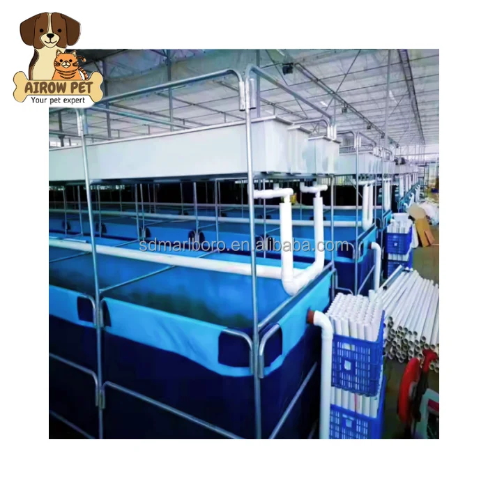 Aquarium Fish For Sale - AIROW Custom Commercial High Quality Live