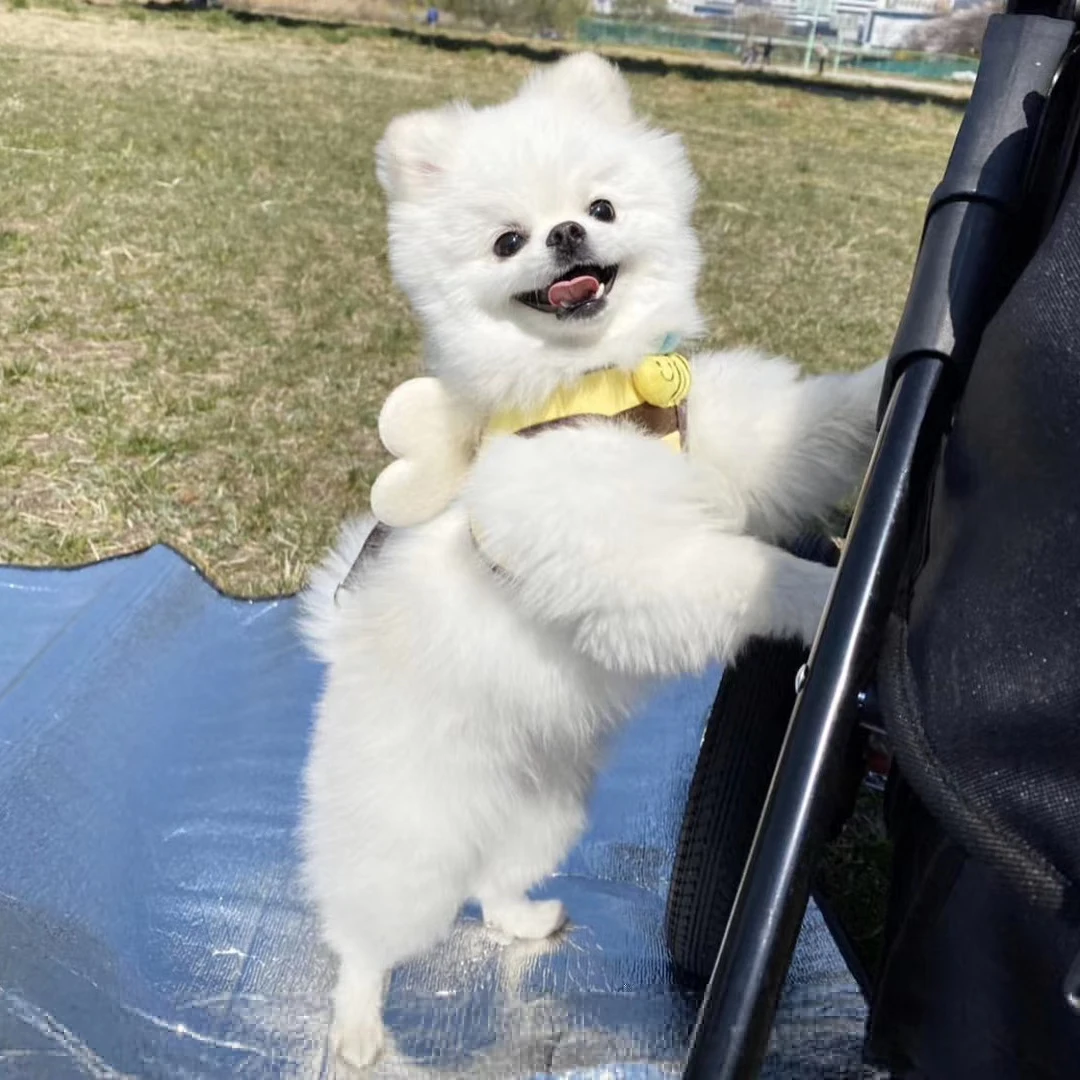 Niedliches Biene-Kätzchen-Set für Welpen und Hunde, Geschirr und Leine, weiches, atmungsaktives Hundeweste-Geschirr, Haustierkleidung für kleine Hunde, Chihuahua – Detail 5