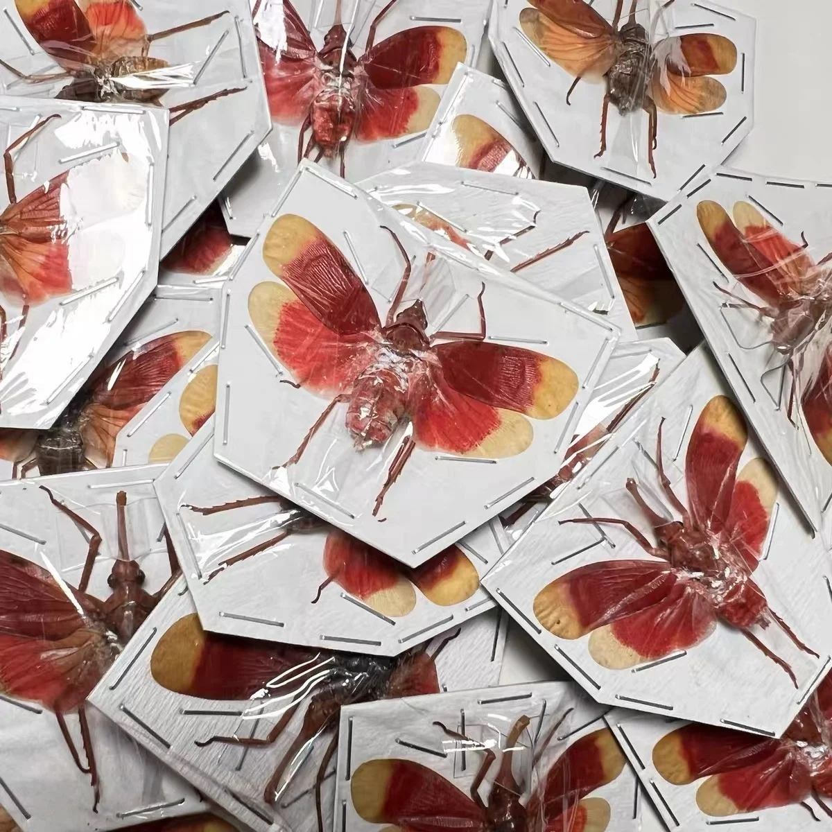 2pcs Ruby Red Plant Hopper Lantern Fly Real Insect Bug Taxidermy Craft-Ready Specimen Art Educational