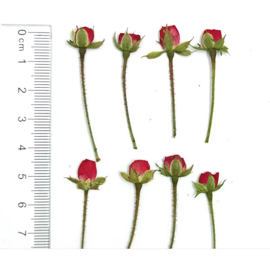 

60pcs Dried Side Pressed Rose Buds Flowers Plant Herbarium For Jewelry Bookmark Postcard Phone Case Invitation Card DIY Making