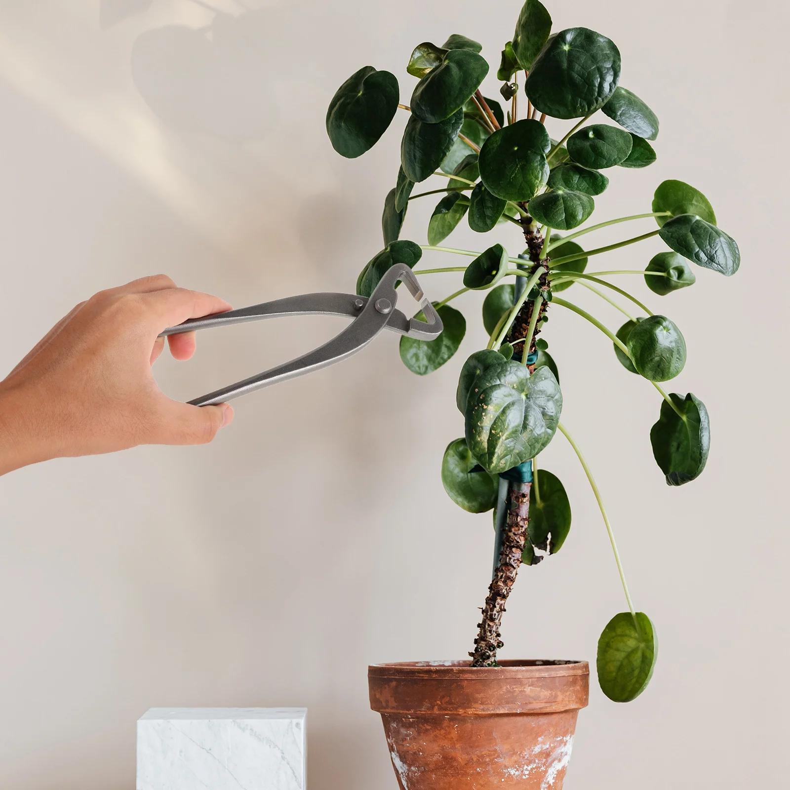 

Professional Bonsai Tools Kit Including Carbon Steel Scissors Pruner and Wire Puller for Trimming Shaping Japanese Style Plants