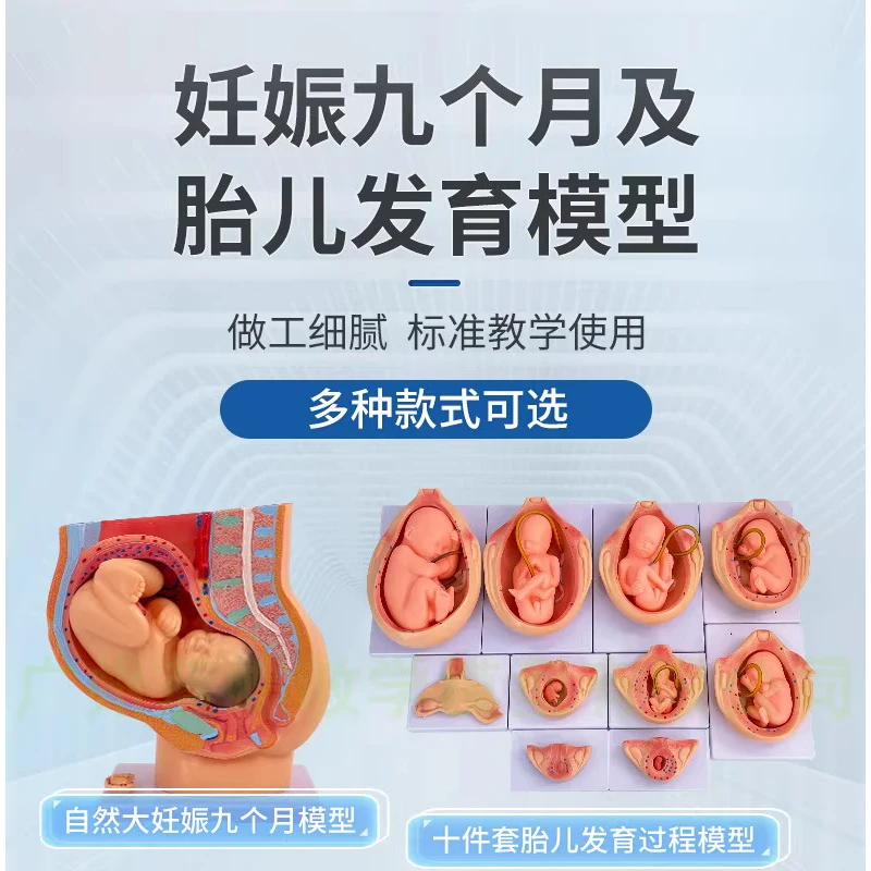 Gynecology Obstetrics Female Pelvic Attached Full-term Fetal Model; Nine-month Fetal Uterine Reproductive Model