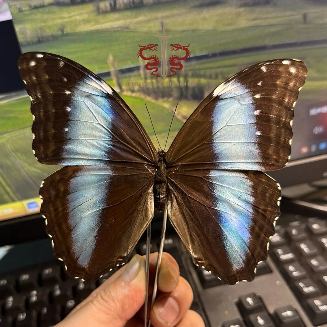 Butterfly specimen Morpho deidamia, 1pc wings spread A1/A-, Decorative Display Collection Gifts